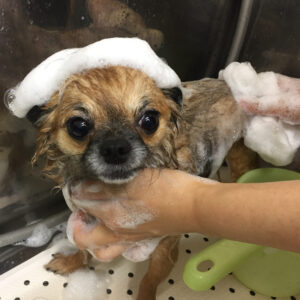 シャンプーチワワ