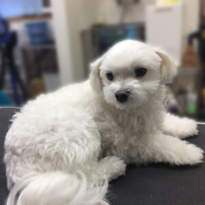 よろしくマルチーズ