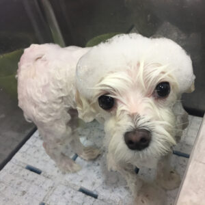 シャンプーマルチーズ