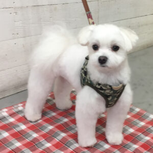 お風呂マルチーズ