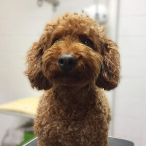 よろしくトイプー