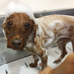 シャンプートイプー