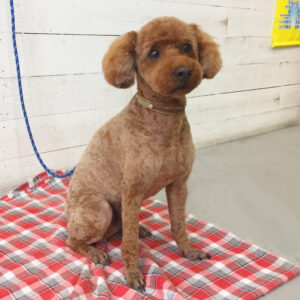 仕上がりトイプー