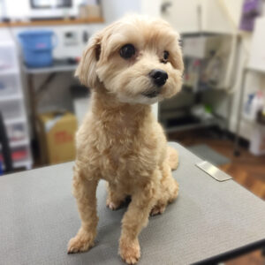 よろしくミックス