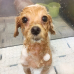 シャンプーミックス