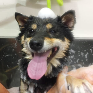 シャンプーしば