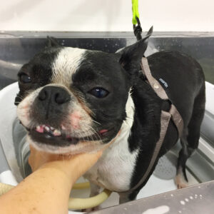 シャンプーボストン