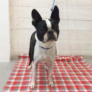 仕上がりボストン