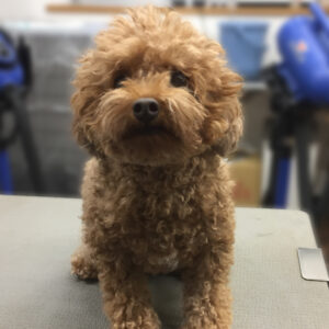 よろしくトイプー