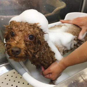 シャンプートイプー