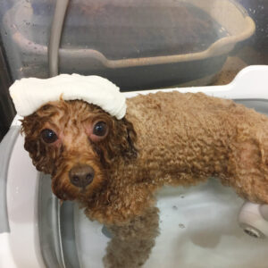 お風呂トイプー