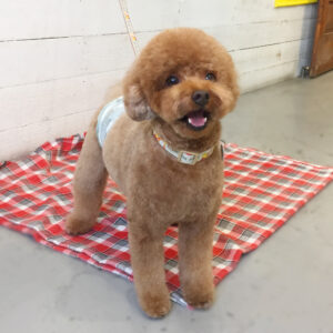 仕上がりトイプー