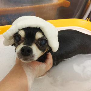 お風呂チワワ