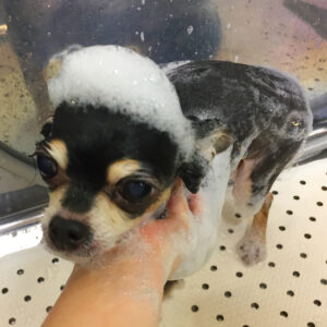 シャンプーチワワ