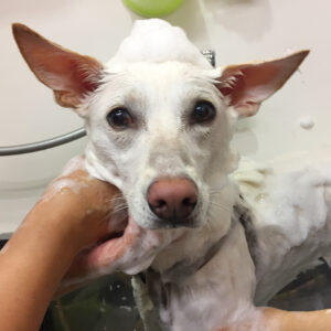 シャンプーミックス