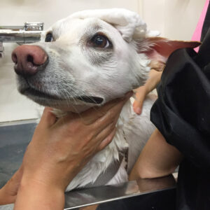 お風呂ミックス