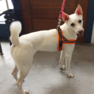 仕上がりミックス