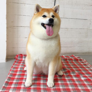 モモカちゃん施術後