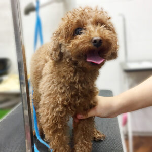 ささ美ちゃん施術前