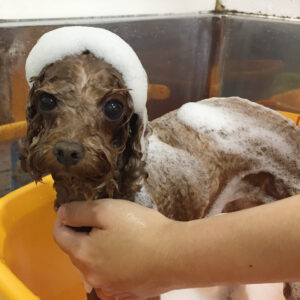 ささ美ちゃんシャンプー中