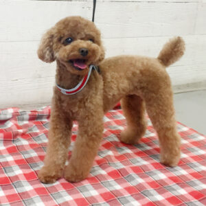 ささ美ちゃん施術後