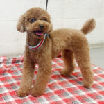 ささ美ちゃんアイキャッチ