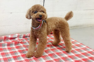 ささ美ちゃんアイキャッチ