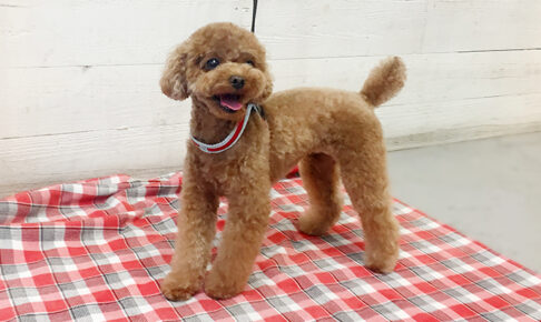 ささ美ちゃんアイキャッチ