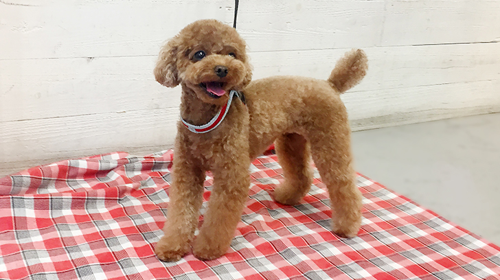 ささ美ちゃんアイキャッチ