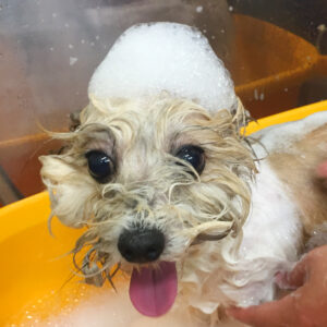 シャンプーミックス