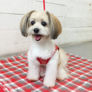 仕上がりミックス