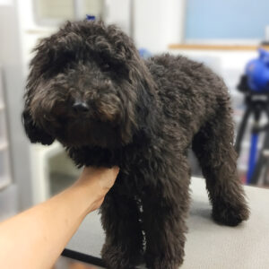 よろしくトイプー