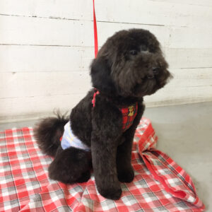 仕上がりトイプー