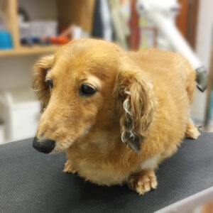 よろしくダックス