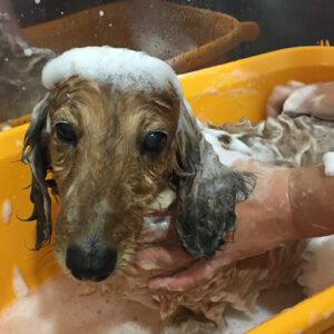 シャンプーダックス