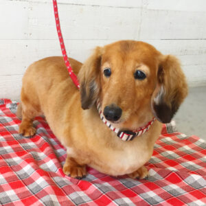 仕上がりダックス