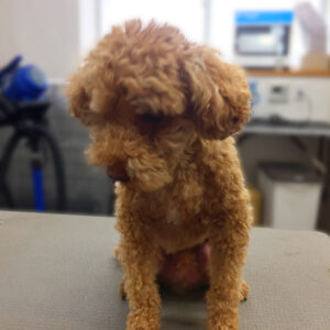 よろしくトイプー