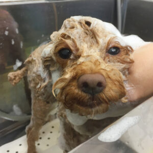 シャンプートイプー