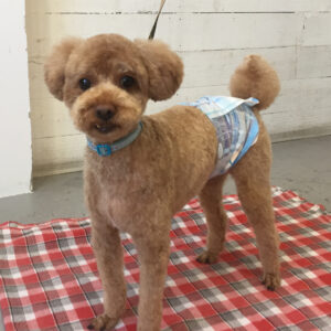 仕上がりトイプー