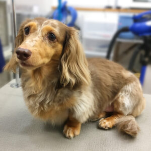 よろしくダックス