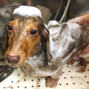 シャンプーダックス