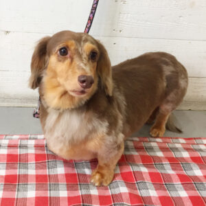 仕上がりダックス