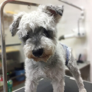 よろしくMシュナ