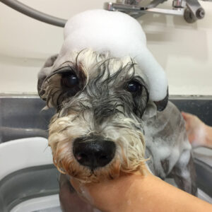 シャンプーMシュナ