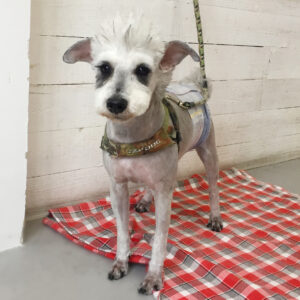 仕上がりMシュナ