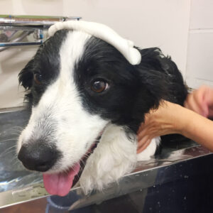 お風呂ボーダー