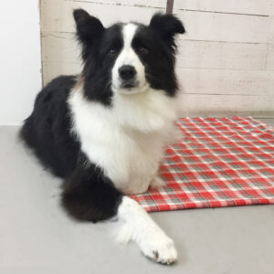 仕上がりボーダー