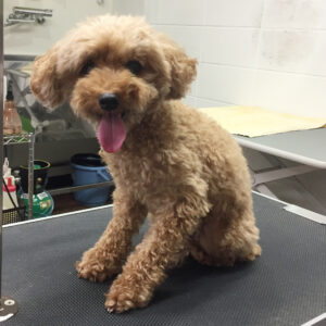 ココアちゃんカット前