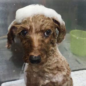 ココアちゃんシャンプー中