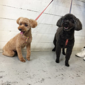 クッキーちゃんココアちゃん施術後